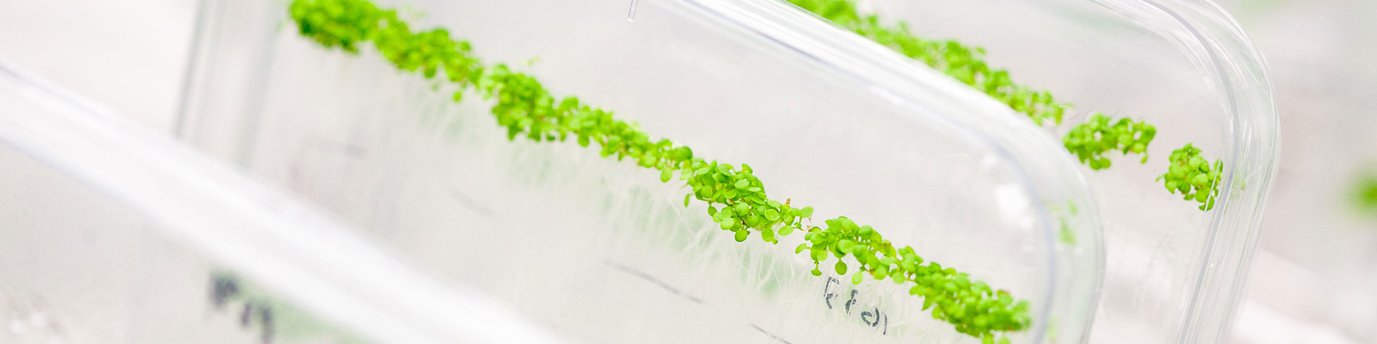 in-vitro-odling av växter. Foto.