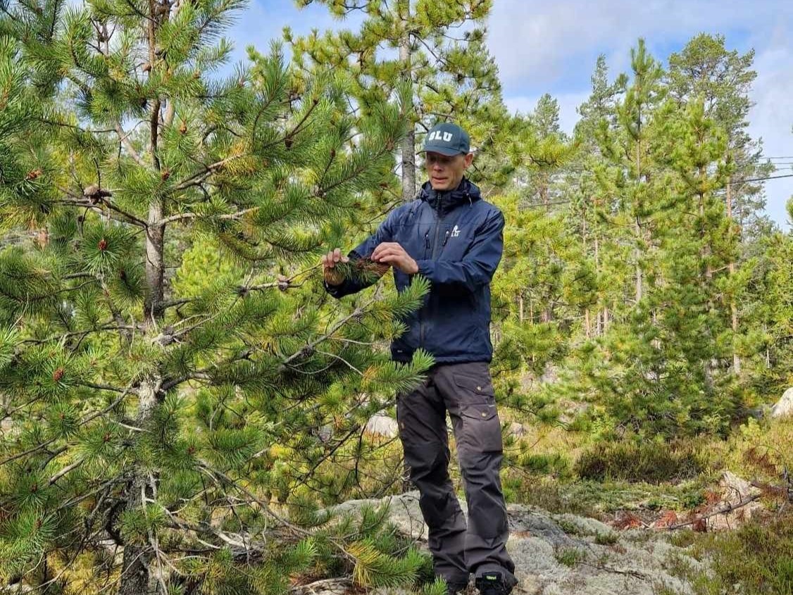 Analytiker i skogen för diagnostik av sjukdom. Foto.