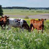 Bild av kor i en hage. Fält i bakgrunden.
