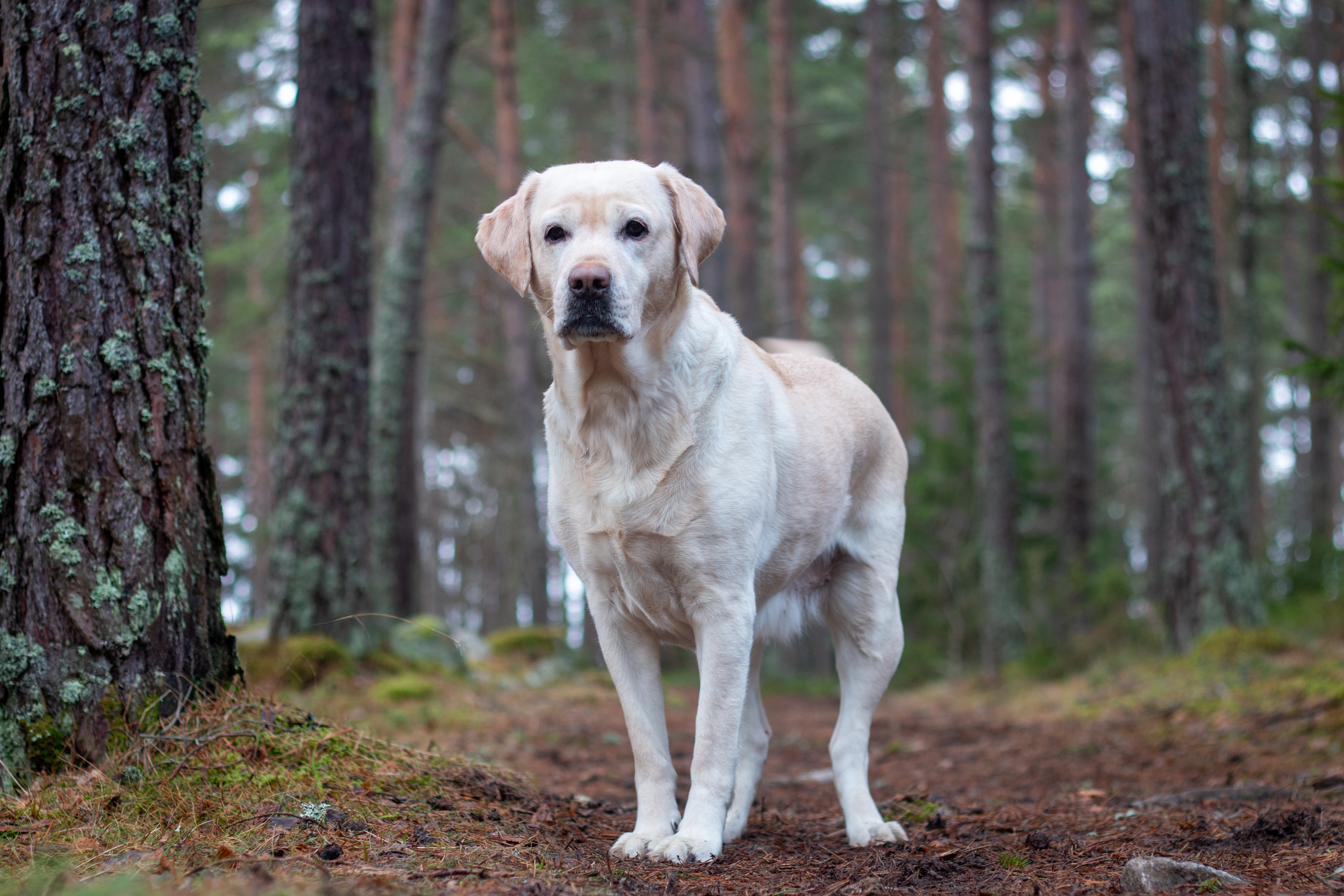 Foto av gul labrador retriever ståendes i skog.