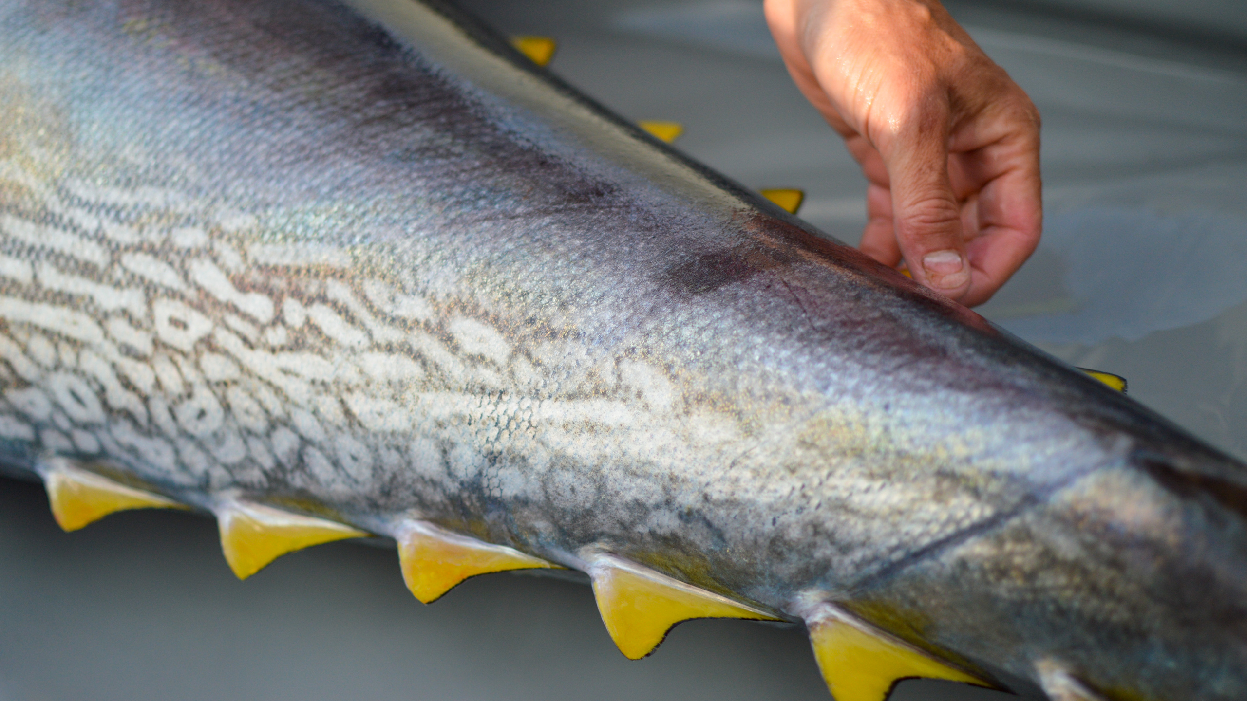 blåfenad tonfisk fena