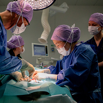 A veterinary student performing surgery in an operation room. The student is surrounded by a surgery team. 