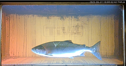 fisk simmar i vattnet