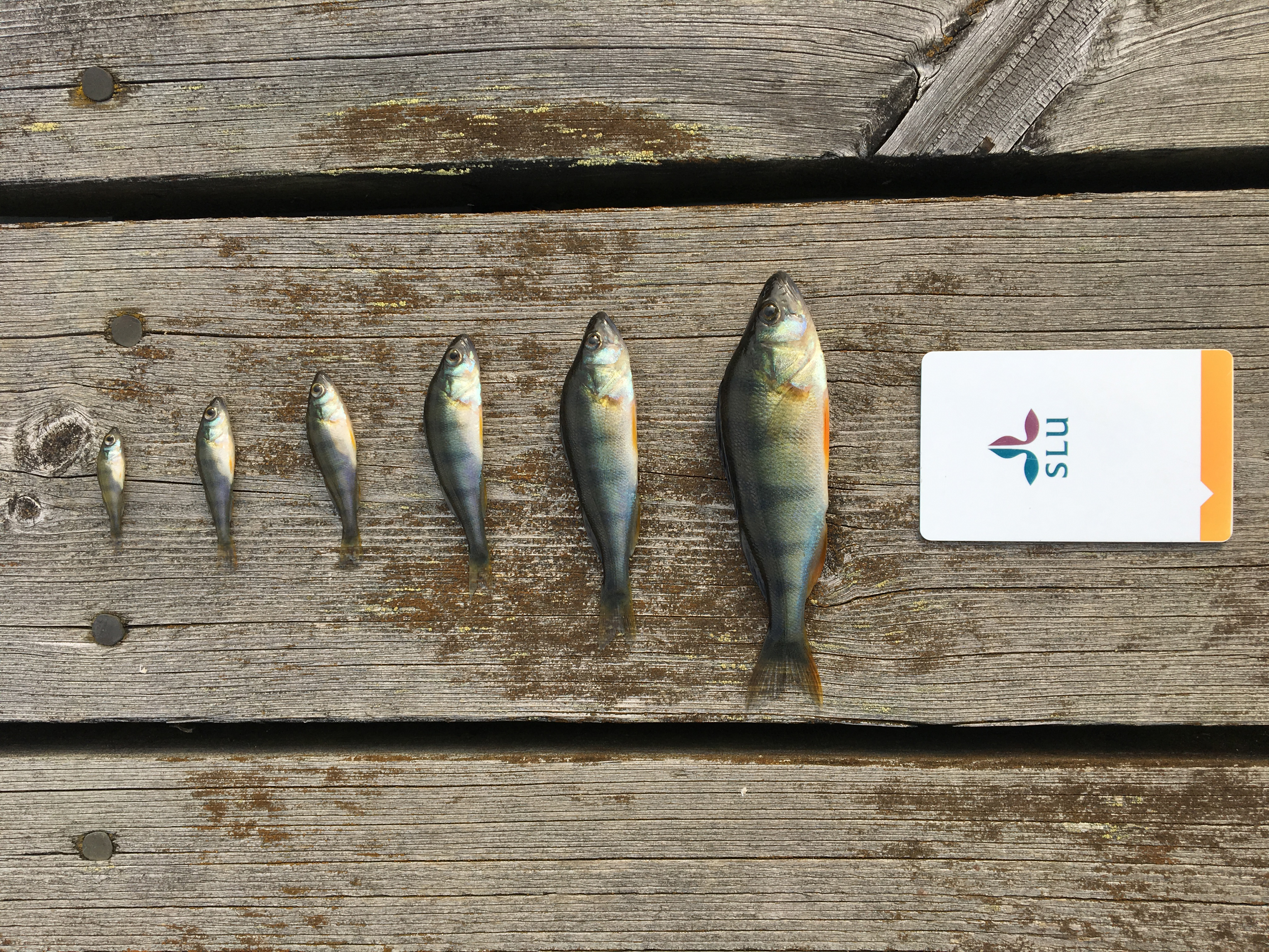 Several perch are lined up next to each other in different sizes.
