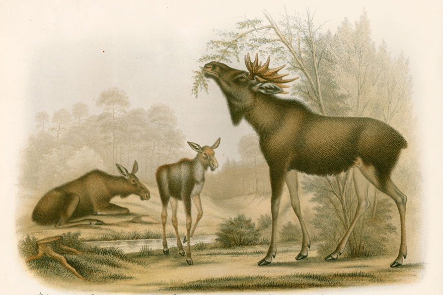 Illustration älgtjur, älgko och kalv.
