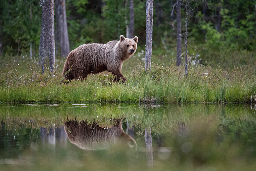 En björn traskar fram och speglas i en sjö