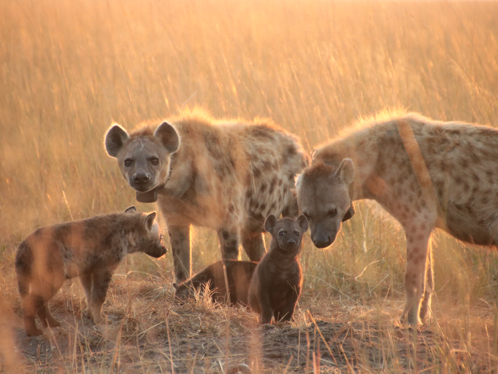 A group of hyenas photographed in golden light.