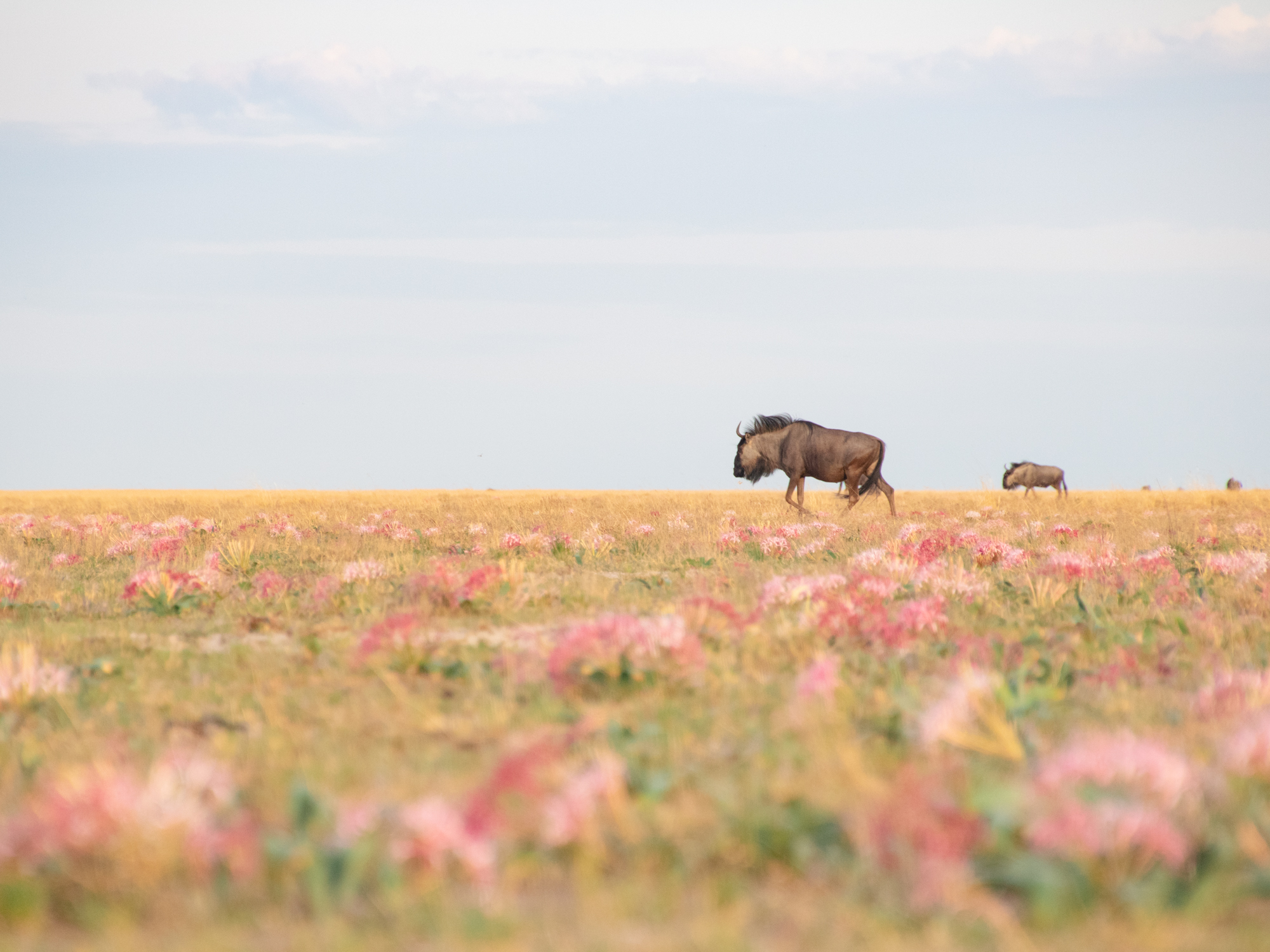 A wildebeest on a flowering savannah.