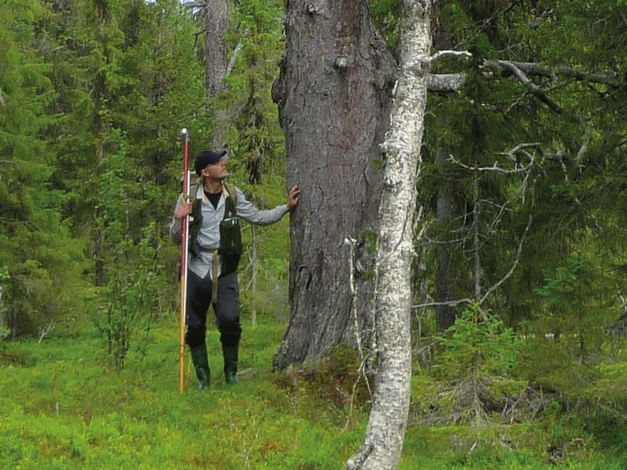 A man in a forest