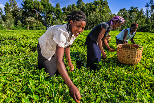 Women harvesting at tea plantation.