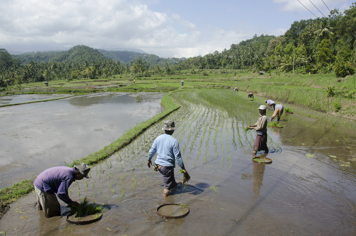 Workers on rice field