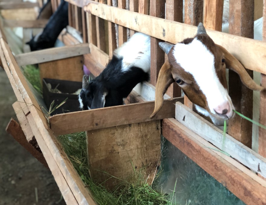 Goats Uganda