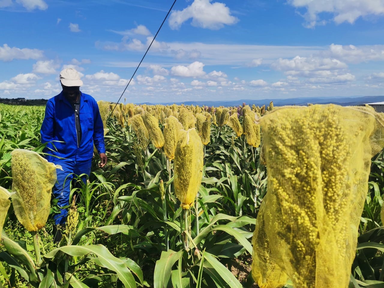 Man walking in a field with sorghum