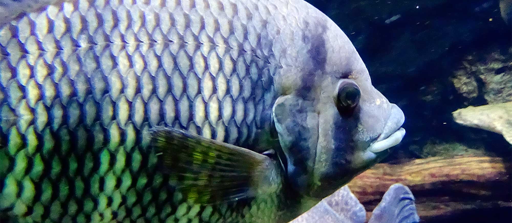 A tilapia fish under water, photo.