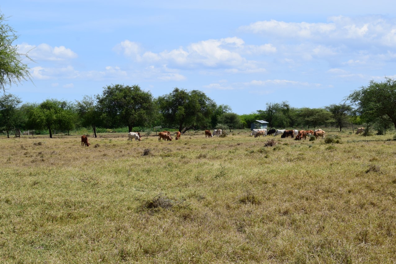 Cows grazing tall, dry grass.