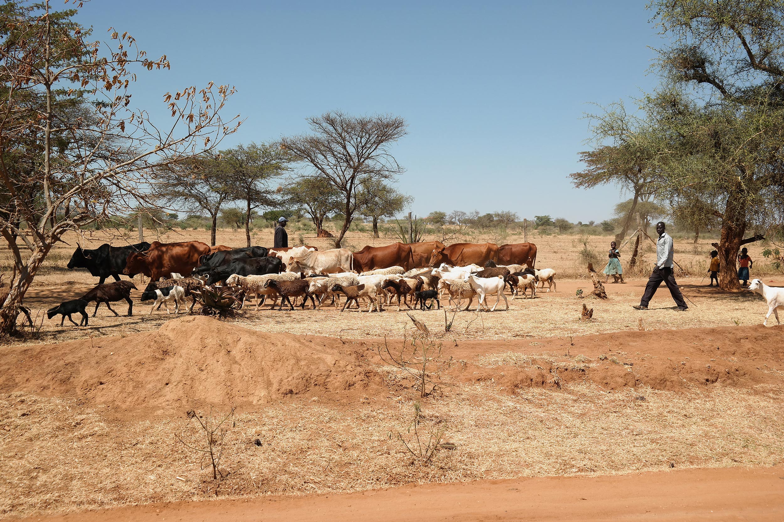 Livestock moving in a dry landscape