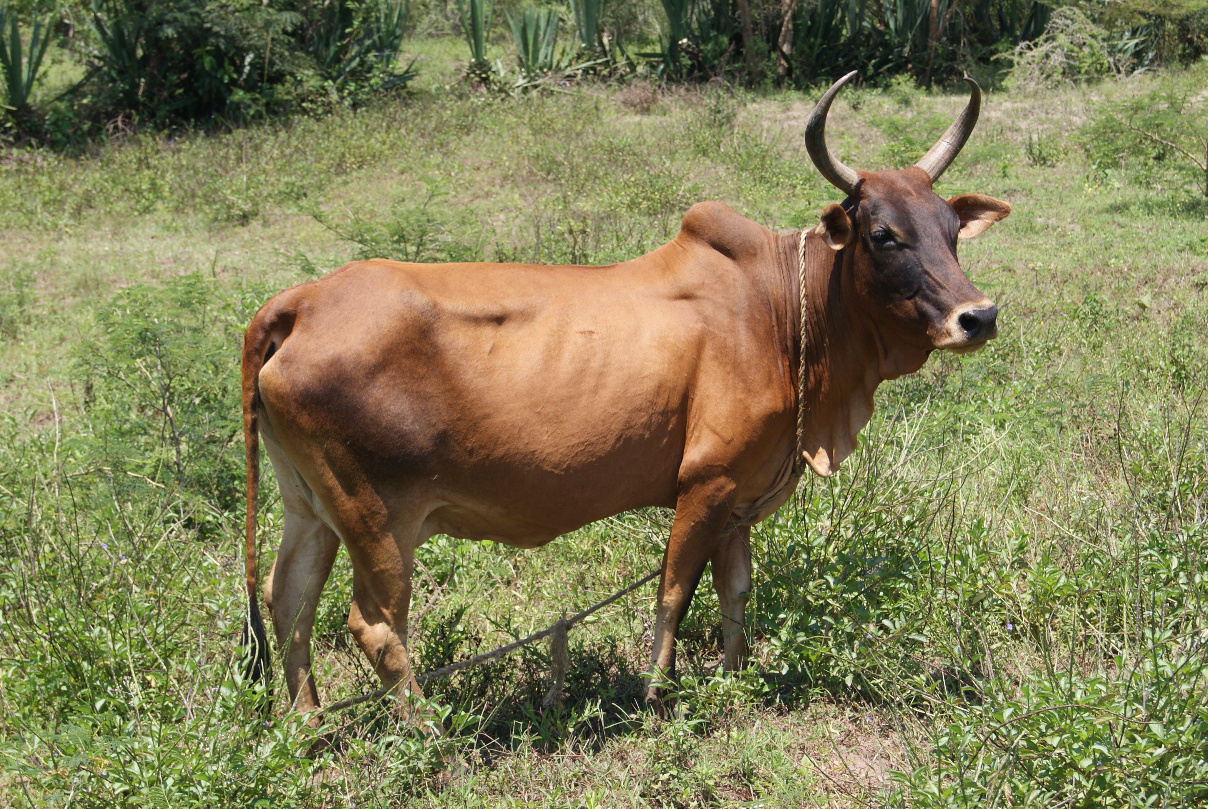A brown sebu cow is standing and watching.