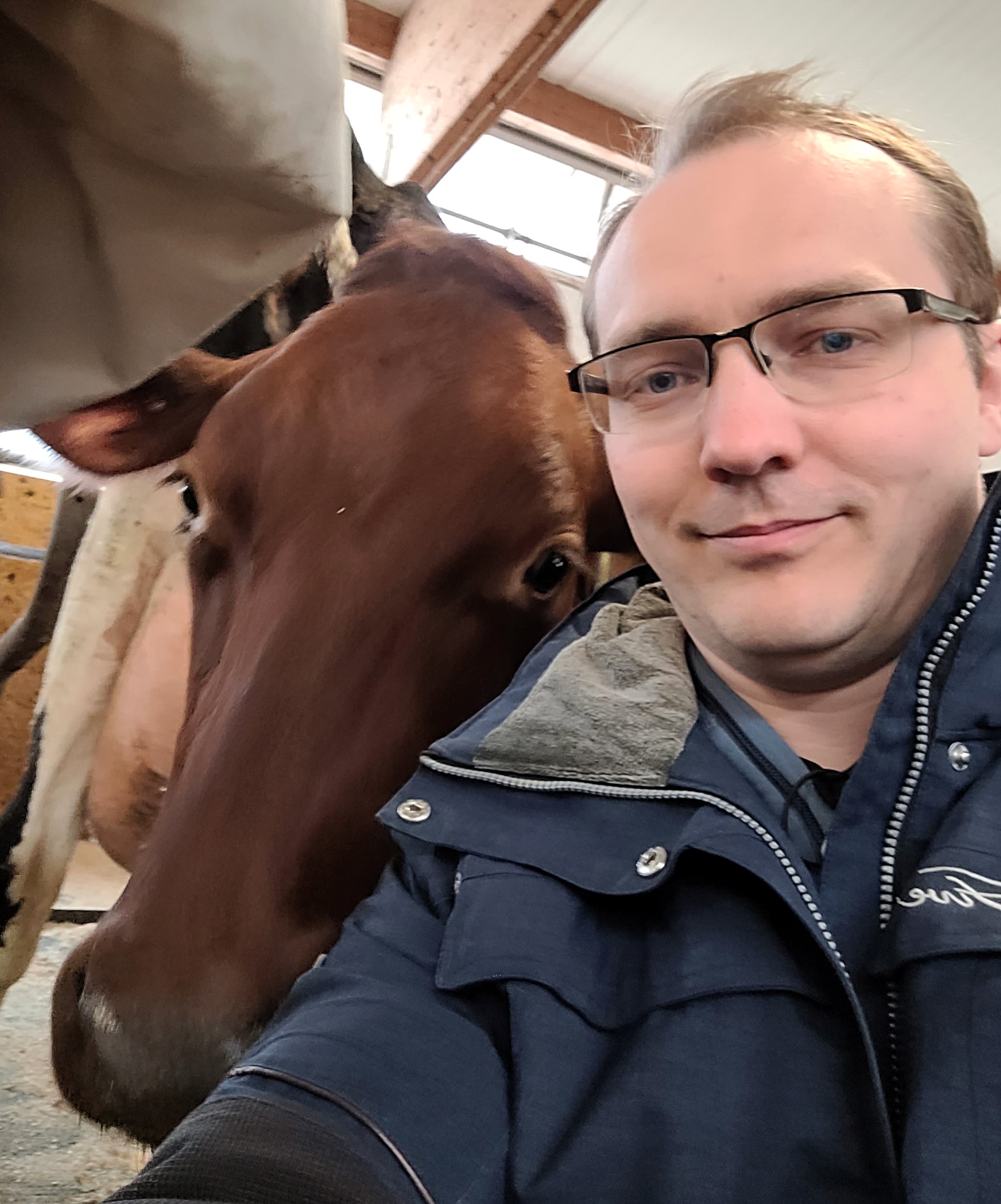 Tomas Klingström with cow.