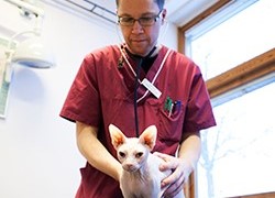 Veterinär undersöker katt