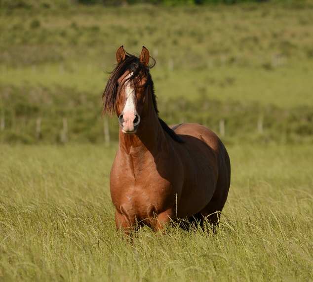 Häst i gräs