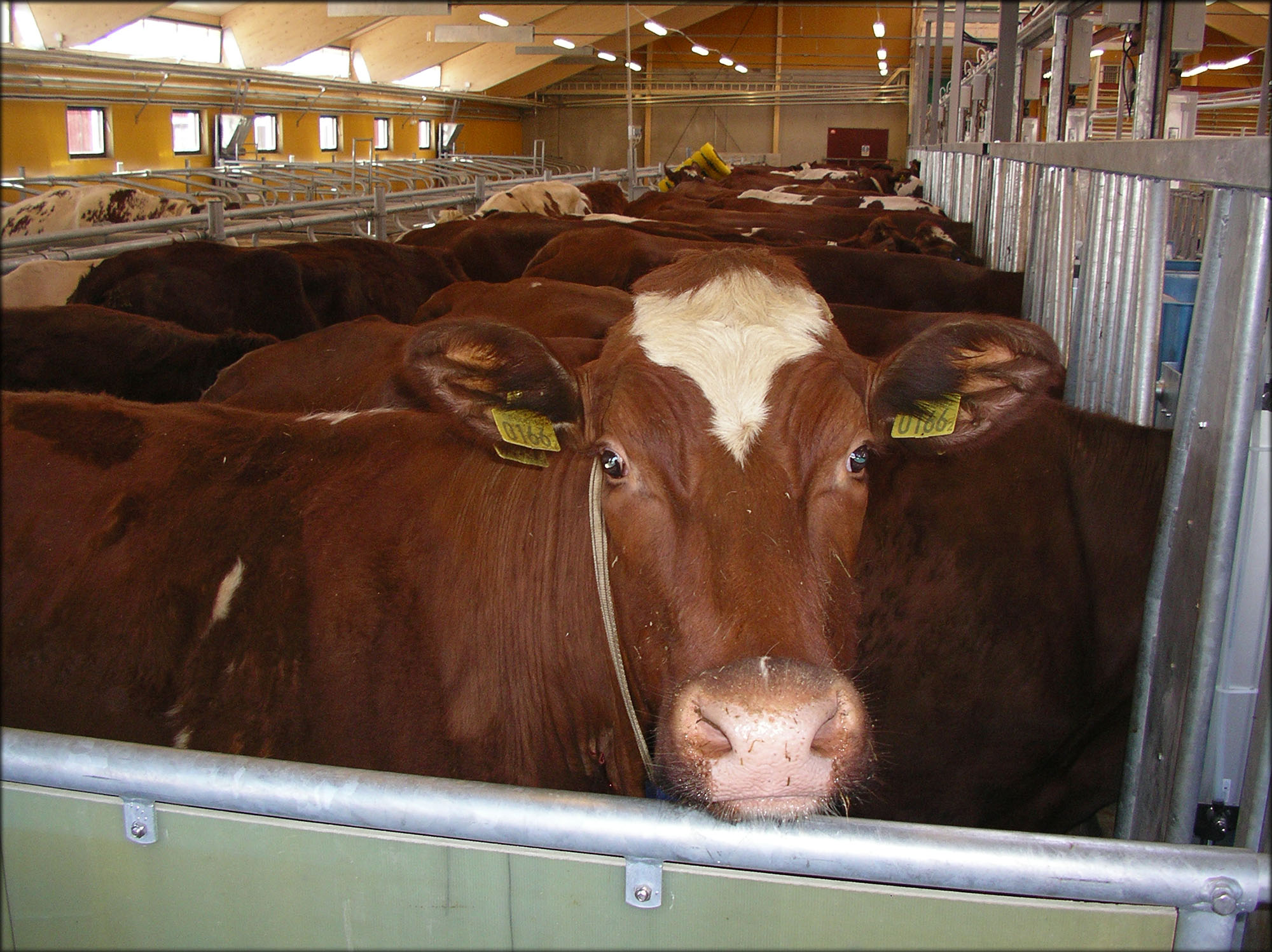 A red and white cow who looks into the camera. Photo.