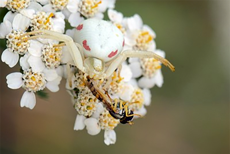 A white spider catches an insect, photo.