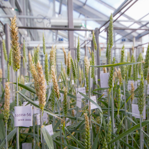 Wheat spikes in a greenhouse. Photo.