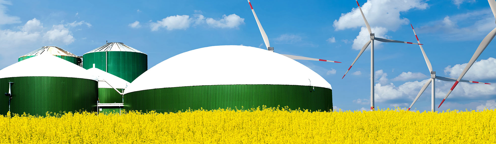 Foto på en biogasanläggning. I förgrunden gult rapsfält och i bakgrunden vindkraftverk mot blå himmel.