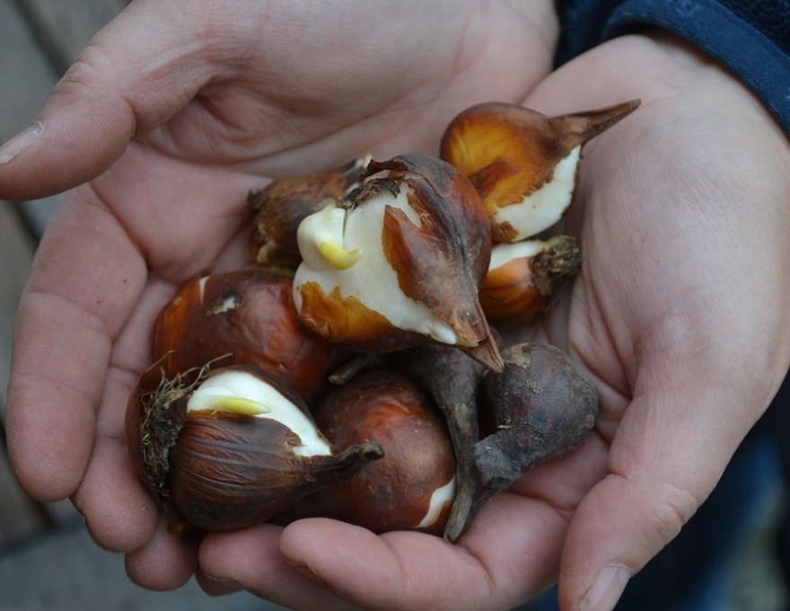 Färgfoto som visar tulpanlökar i ett par kupade, jordiga händer. 
