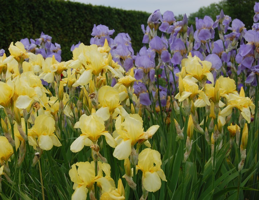 Färgfoto av trädgårdsirisar i blom på Perennuppropets provodlingsfält. I förgrunden ses en iris med gula blommor och bakom den en iris med ljust lila blommor.