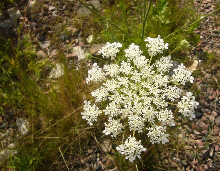 Färgfoto föreställande blomställningen hos vild morot. Fotot är en närbild och i mitten av bilden ses de vita blommorna. 