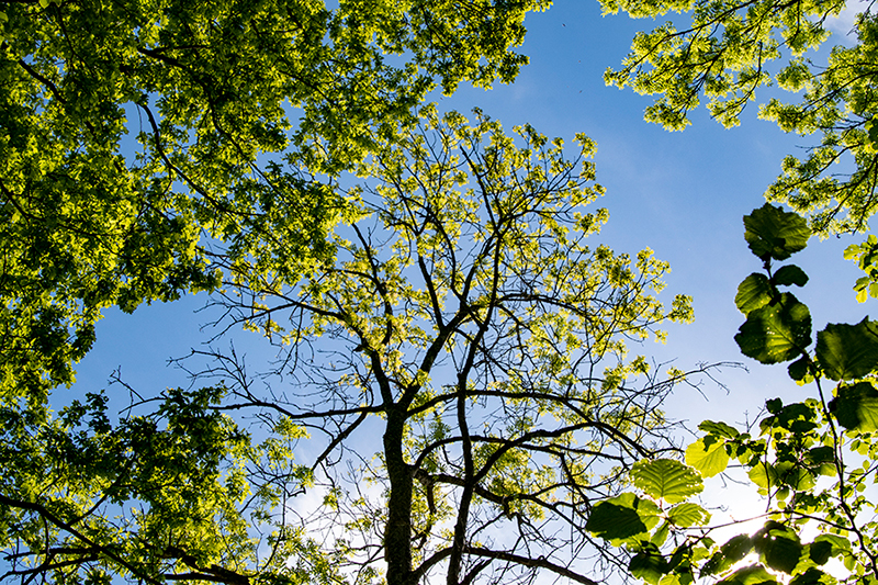 Kala grenar på ett lövträd mot blå himmel. Foto.