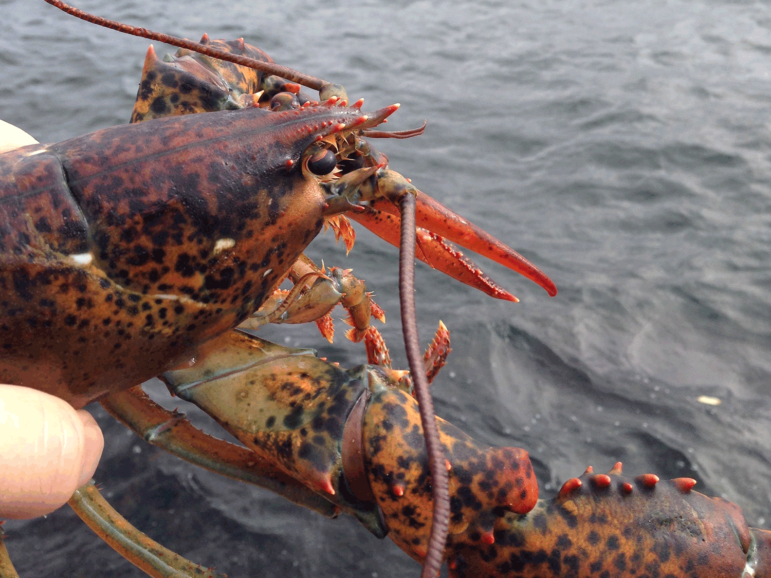 American lobster