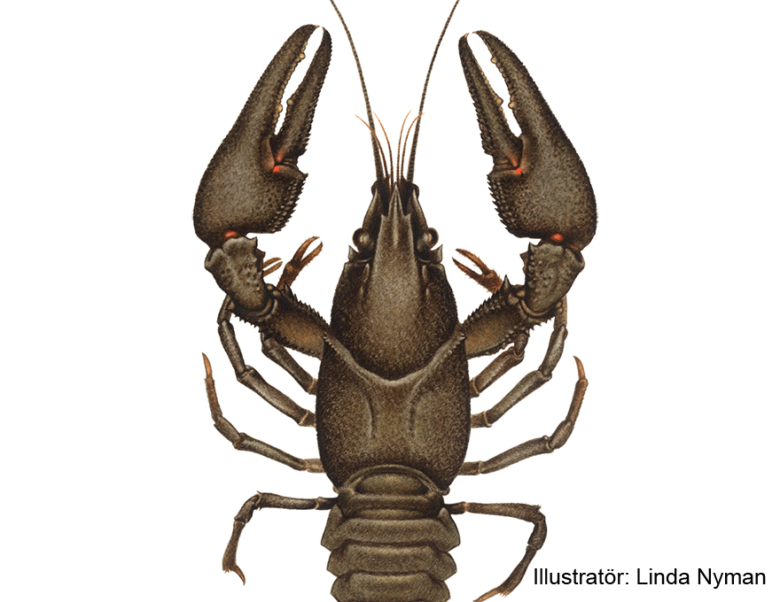 Noble crayfish. Illustration.