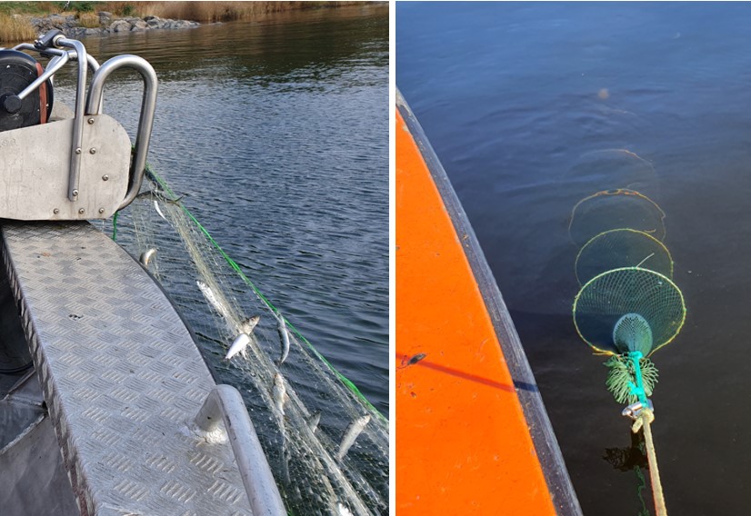 We assess the catchability of round gouby with different fishing gears.