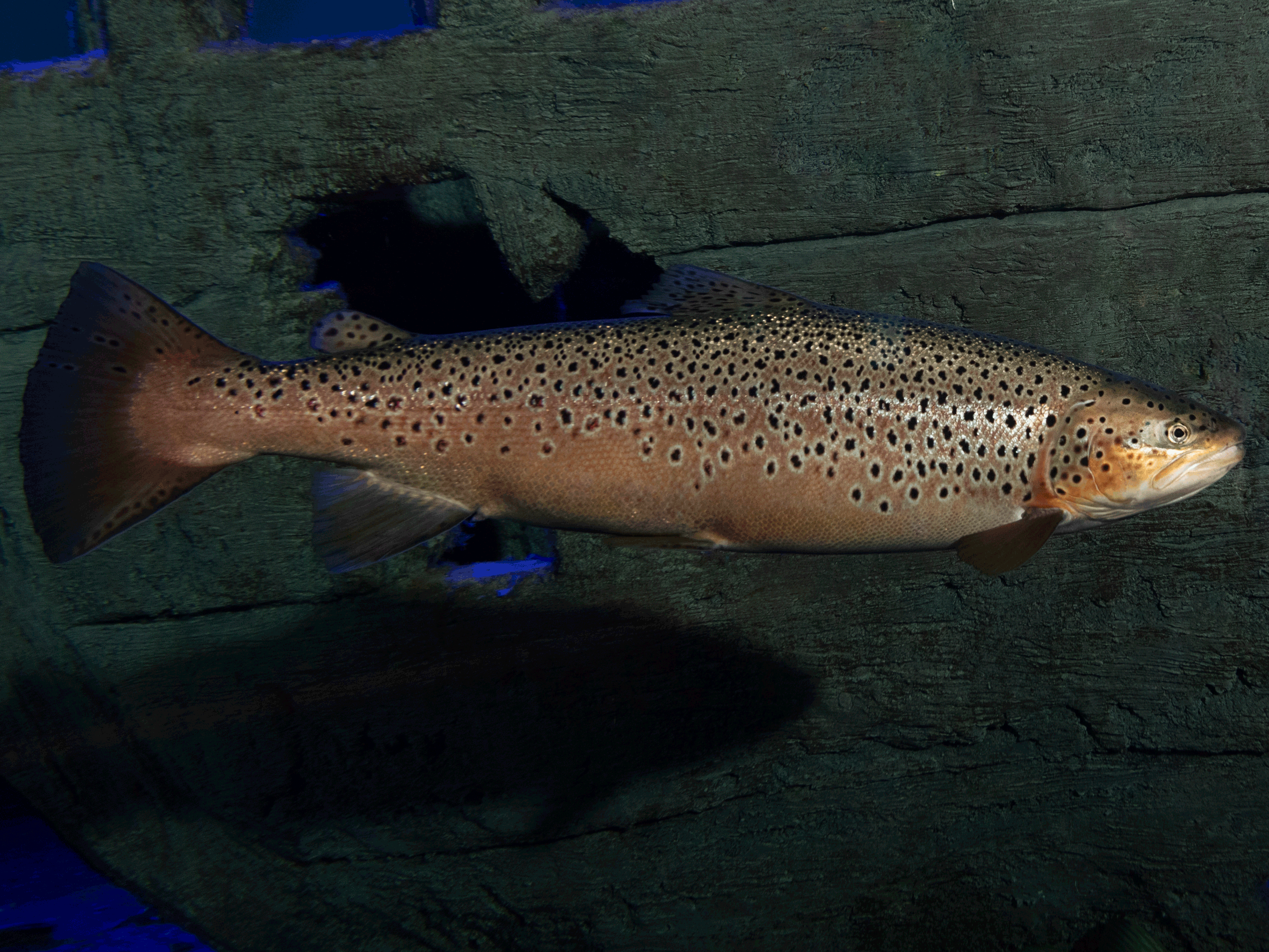 trout in an aquarium