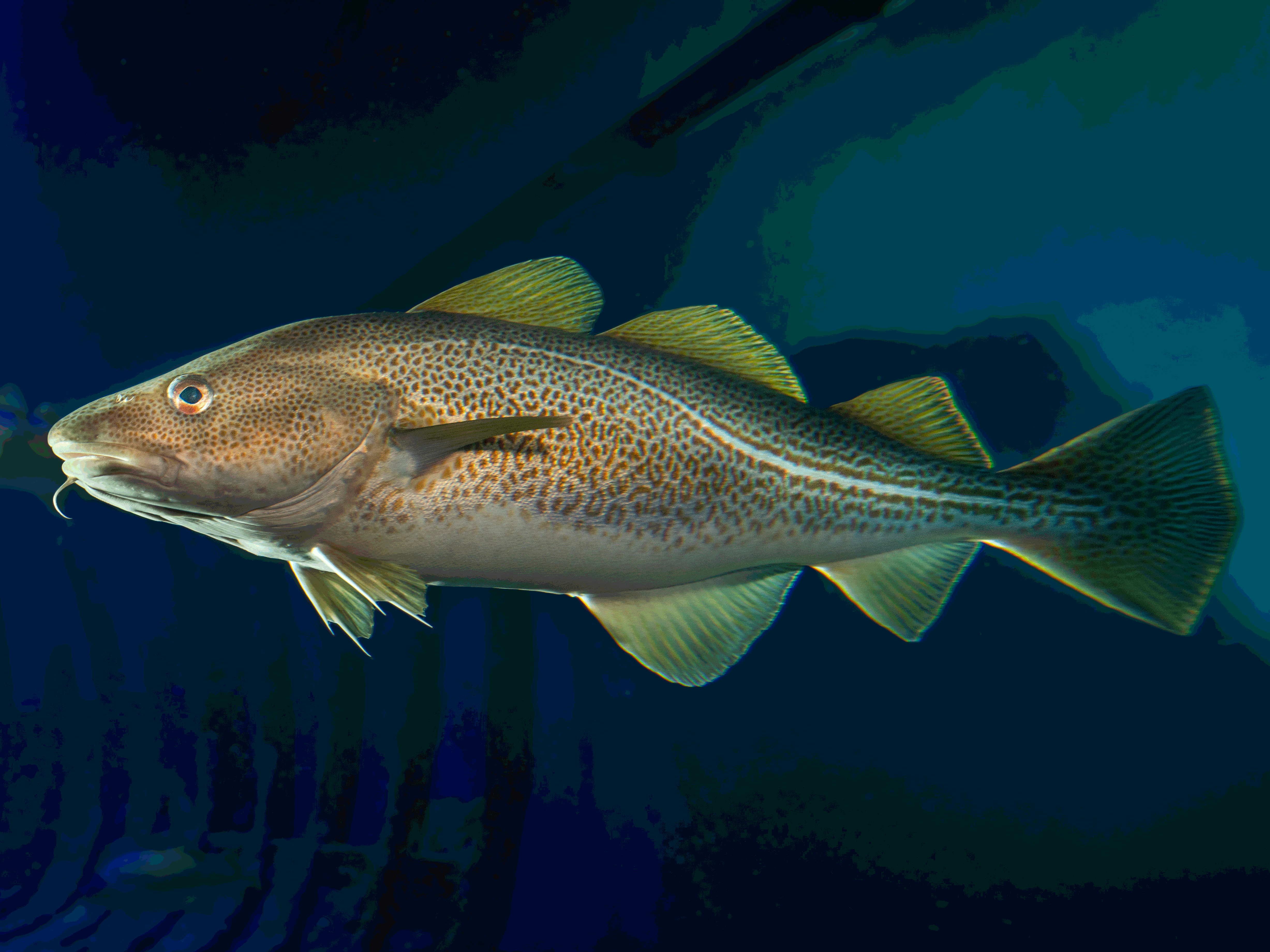 a cod in a aquarium