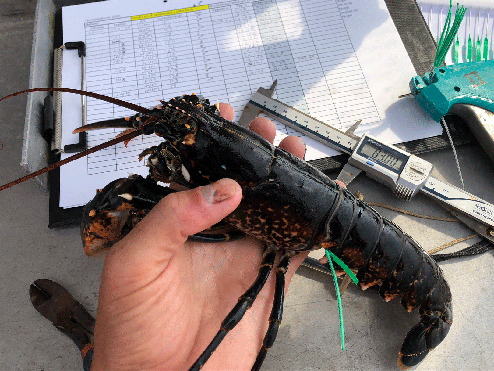 lobster in a hand