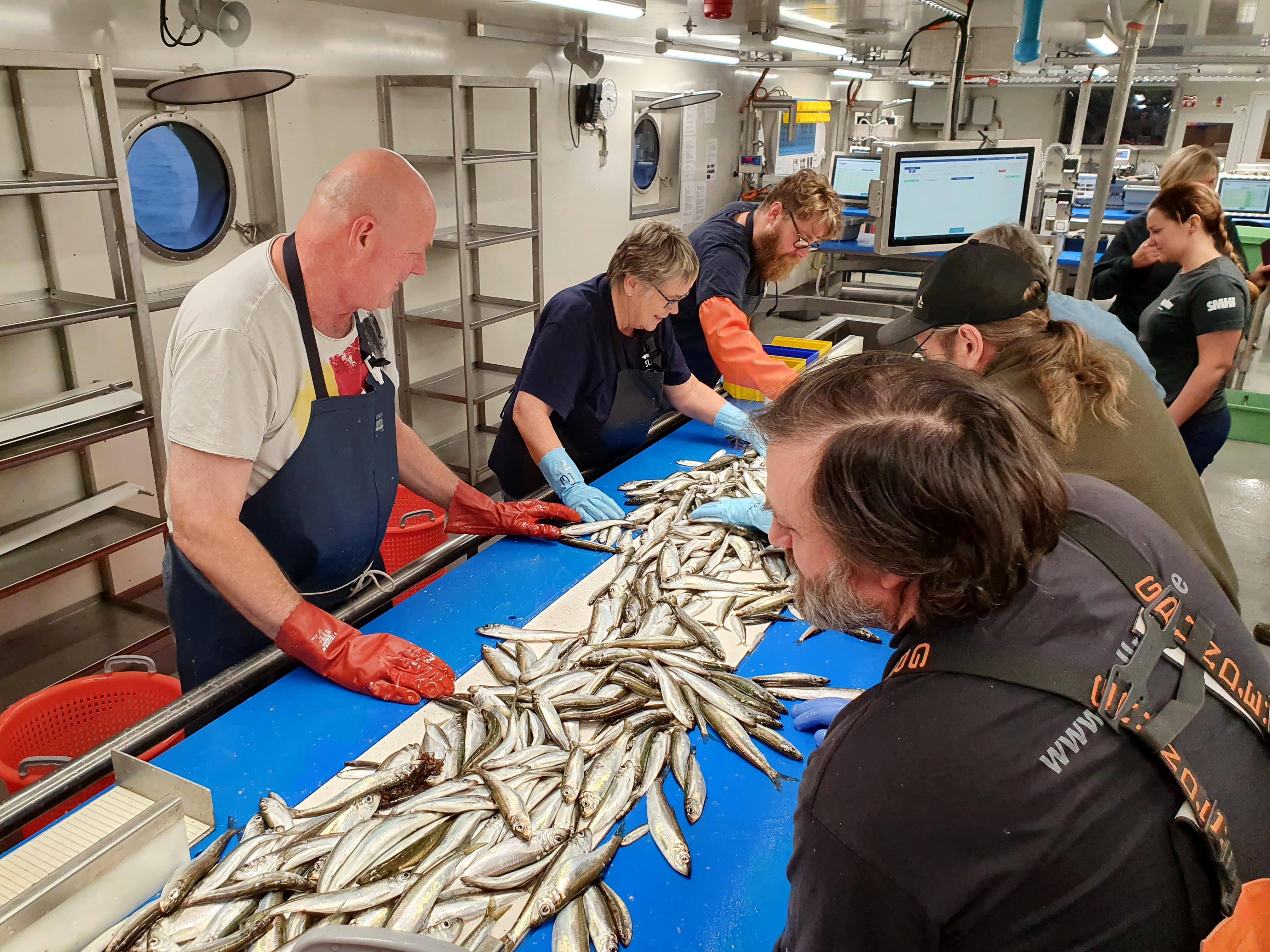 Fisk sorteras i fisklabbet på forskningsfartyget R/V Svea