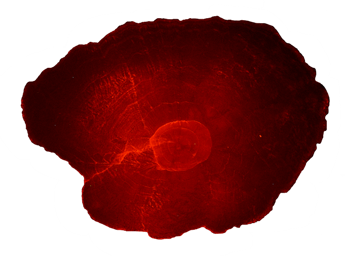 A cross section of a red coloured otolith. Photo.