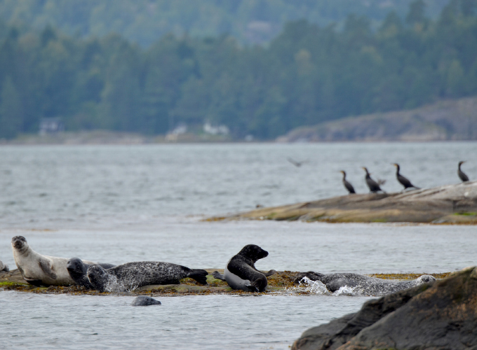 Seals and comorants in archipelago