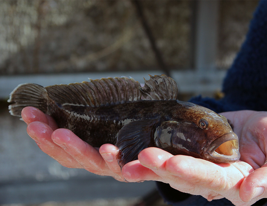 Round goby in the hands of a person. Photo.