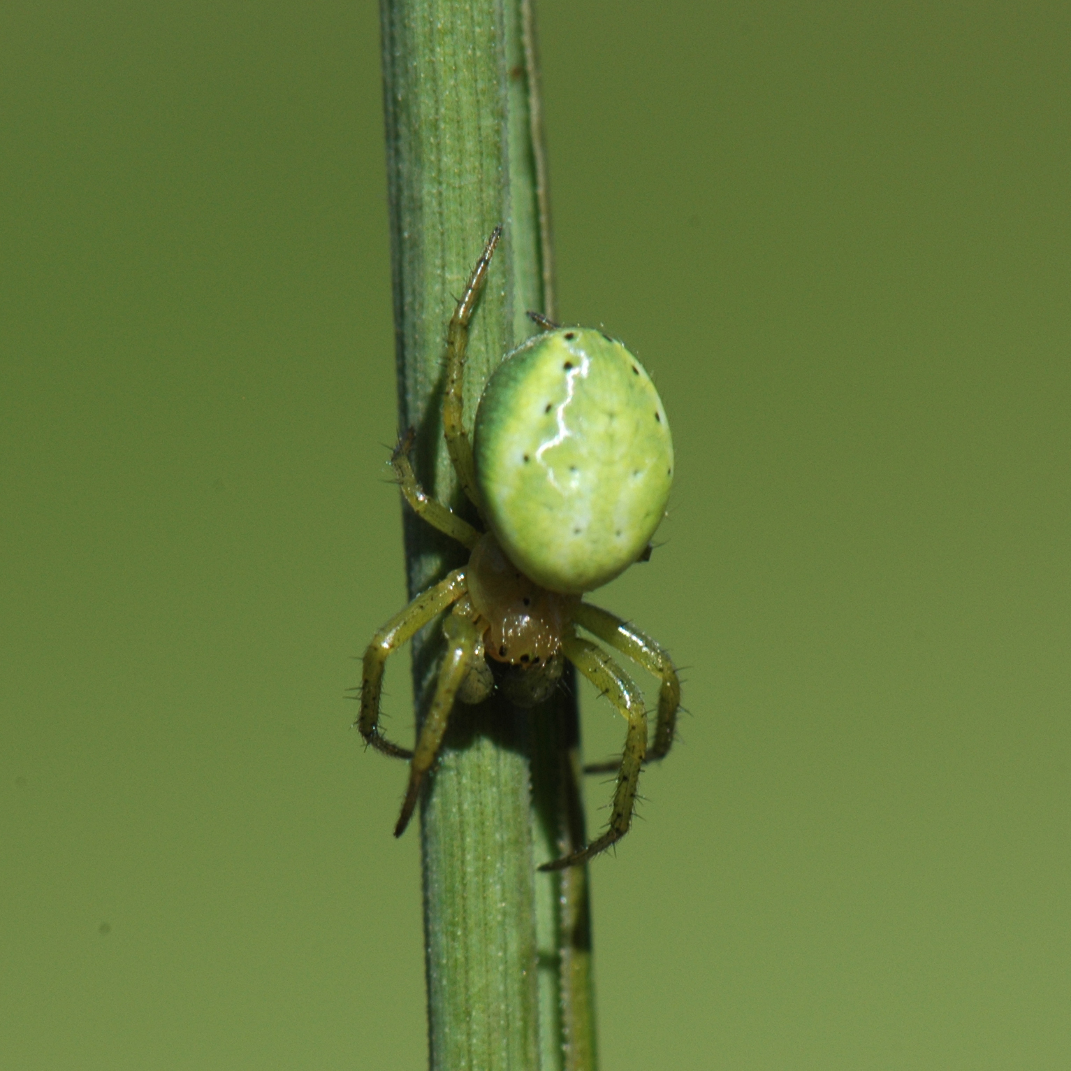 Grön spindel på grässtrå. Foto.