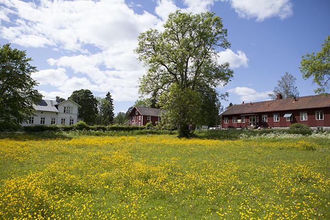 House and ywllow flowers, Grimsö.