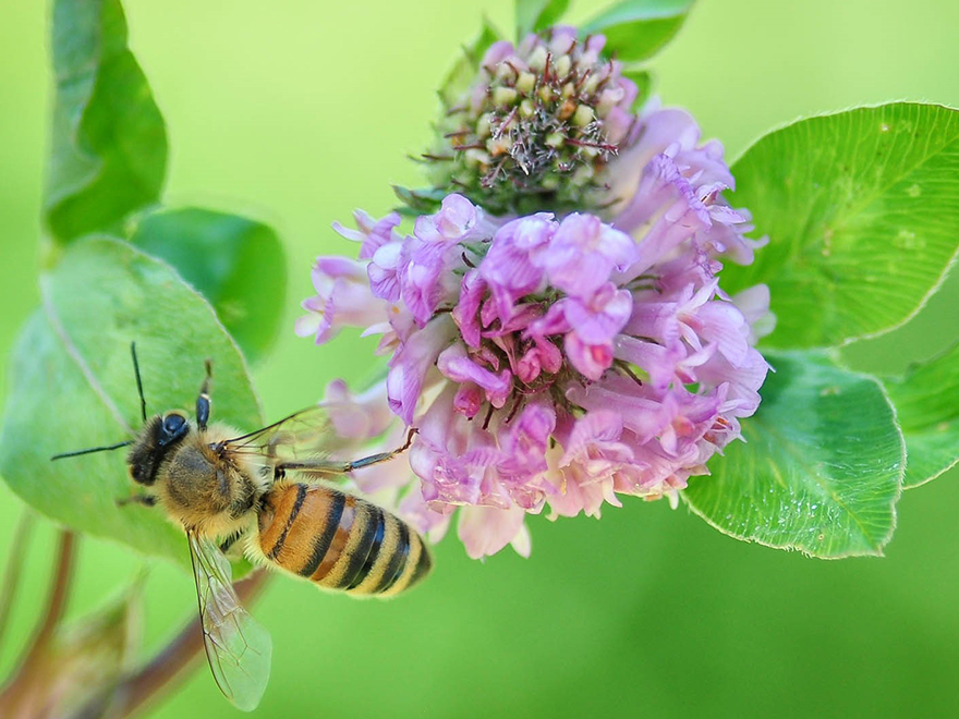 Honey Bee on flower
