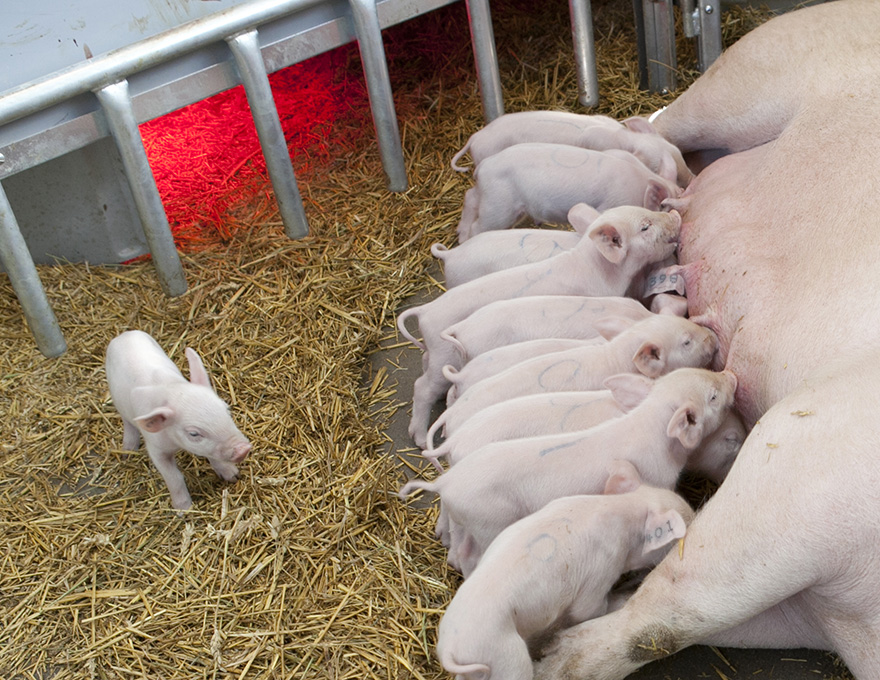 Laying sow with suckling piglets. Photo.