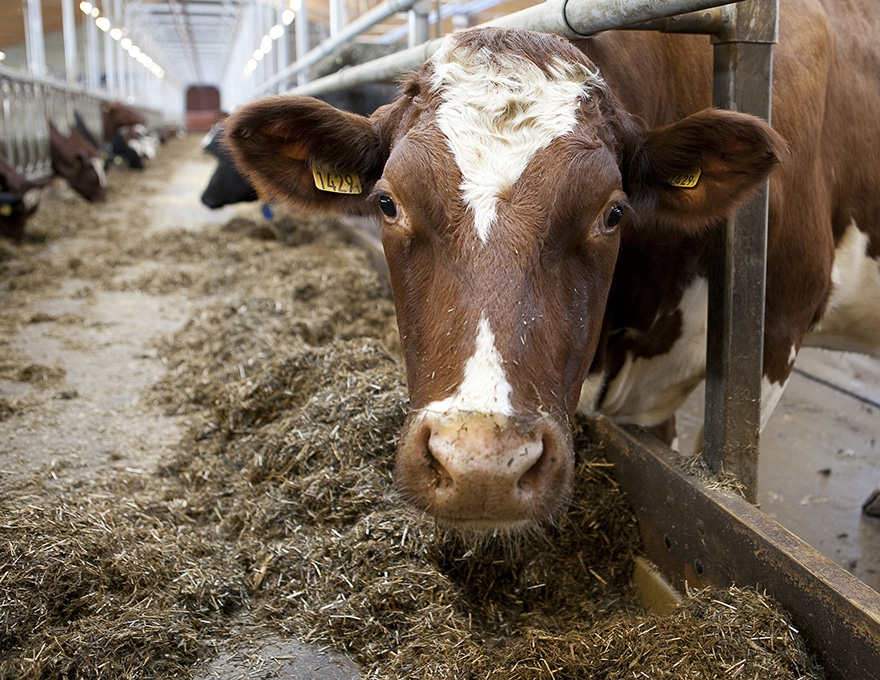 Close-up of red and white milk cow at the feeding table. Photo.