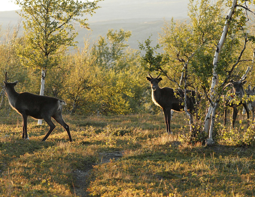 Three reindeer in mountain forest in summer. Photo.