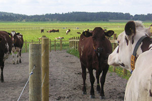 Dairy cows on their way to pasture. Photo.
