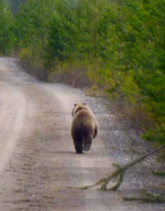 A bear walking on a road. Photo.